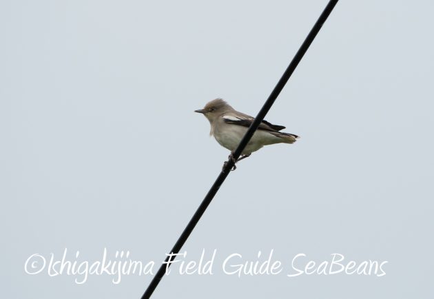 9%e6%9c%8810%e6%97%a5%e7%9f%b3%e5%9e%a3%e5%b3%b6%e3%83%90%e3%83%bc%e3%83%89%e3%82%a6%e3%82%aa%e3%83%83%e3%83%81%e3%83%b3%e3%82%b0%ef%bc%86%e9%87%8e%e9%b3%a5%e6%92%ae%e5%bd%b1%e3%82%ac%e3%82%a4