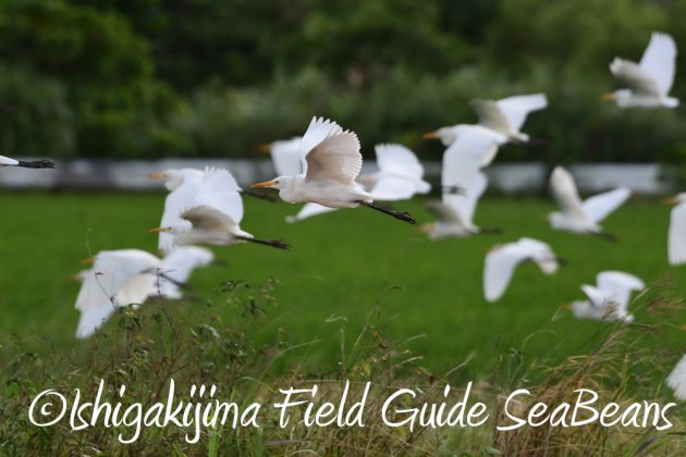 9%e6%9c%8815%e6%97%a5%e7%9f%b3%e5%9e%a3%e5%b3%b6%e9%b3%a5%e7%8d%a3%e4%bf%9d%e8%ad%b7%e5%8c%ba%e5%9f%9f%e5%b7%a1%e5%9b%9e%e8%aa%bf%e6%9f%bb2