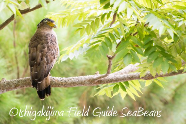 9%e6%9c%8813%e6%97%a5%e7%9f%b3%e5%9e%a3%e5%b3%b6%e3%83%90%e3%83%bc%e3%83%89%e3%82%a6%e3%82%aa%e3%83%83%e3%83%81%e3%83%b3%e3%82%b0%ef%bc%86%e9%87%8e%e9%b3%a5%e6%92%ae%e5%bd%b1%e3%82%ac%e3%82%a4