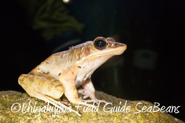 9%e6%9c%889%e6%97%a5%e7%9f%b3%e5%9e%a3%e5%b3%b6%e3%83%8a%e3%82%a4%e3%83%88%e3%83%84%e3%82%a2%e3%83%bc8