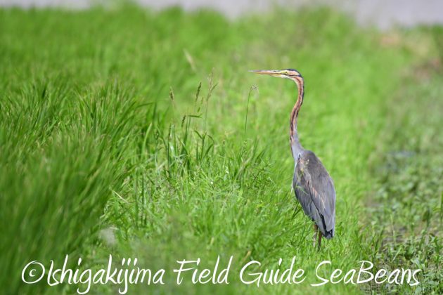 9%e6%9c%8822%e6%97%a5%e7%9f%b3%e5%9e%a3%e5%b3%b6%e3%83%90%e3%83%bc%e3%83%89%e3%82%a6%e3%82%aa%e3%83%83%e3%83%81%e3%83%b3%e3%82%b0%ef%bc%86%e9%87%8e%e9%b3%a5%e6%92%ae%e5%bd%b1%e3%82%ac%e3%82%a4