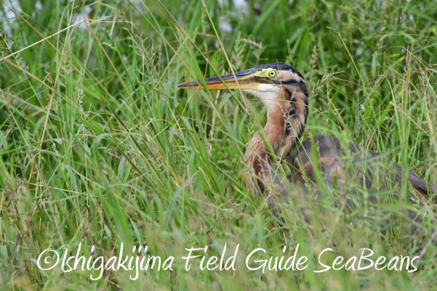 9%e6%9c%8819%e6%97%a5%e7%9f%b3%e5%9e%a3%e5%b3%b6%e3%83%90%e3%83%bc%e3%83%89%e3%82%a6%e3%82%aa%e3%83%83%e3%83%81%e3%83%b3%e3%82%b0%ef%bc%86%e9%87%8e%e9%b3%a5%e6%92%ae%e5%bd%b1%e3%82%ac%e3%82%a4