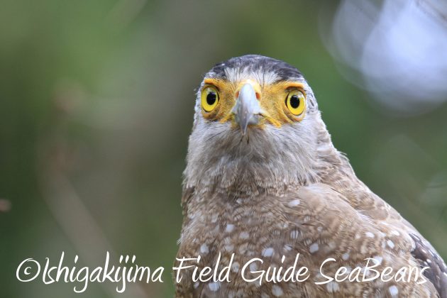 9月3日石垣島バードウオッチング＆野鳥撮影ガイド14