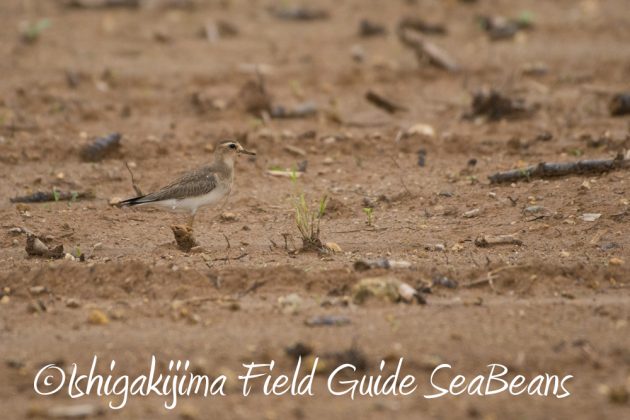 9%e6%9c%8822%e6%97%a5%e7%9f%b3%e5%9e%a3%e5%b3%b6%e3%83%90%e3%83%bc%e3%83%89%e3%82%a6%e3%82%aa%e3%83%83%e3%83%81%e3%83%b3%e3%82%b0%ef%bc%86%e9%87%8e%e9%b3%a5%e6%92%ae%e5%bd%b1%e3%82%ac%e3%82%a4