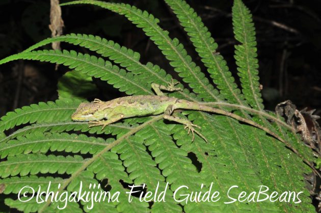 9%e6%9c%8812%e6%97%a5%e7%9f%b3%e5%9e%a3%e5%b3%b6%e3%83%8a%e3%82%a4%e3%83%88%e3%83%84%e3%82%a2%e3%83%bc10