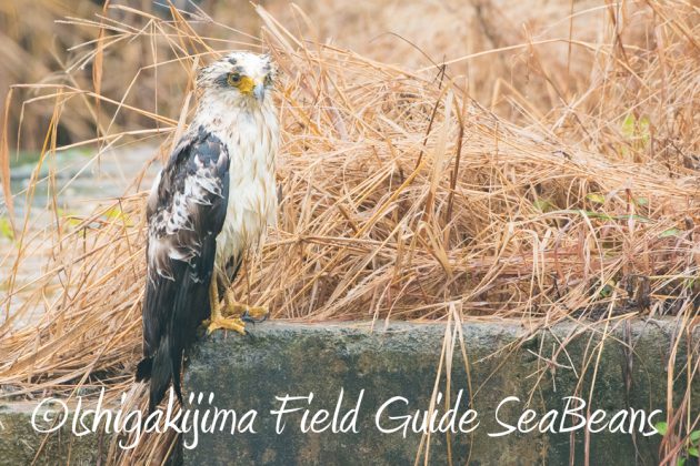 9月6日石垣島バードウオッチング&野鳥撮影ガイド10