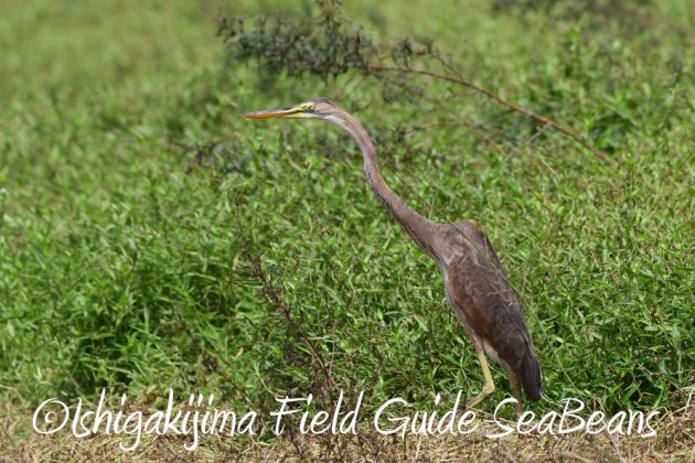 9%e6%9c%8830%e6%97%a5%e7%9f%b3%e5%9e%a3%e5%b3%b6%e3%83%90%e3%83%bc%e3%83%89%e3%82%a6%e3%82%aa%e3%83%83%e3%83%81%e3%83%b3%e3%82%b0%ef%bc%86%e9%87%8e%e9%b3%a5%e6%92%ae%e5%bd%b1%e3%82%ac%e3%82%a4