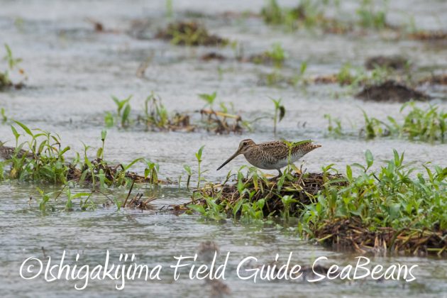 9月6日石垣島バードウオッチング&野鳥撮影ガイド3