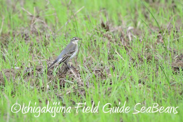 9%e6%9c%8814%e6%97%a5%e7%9f%b3%e5%9e%a3%e5%b3%b6%e3%83%90%e3%83%bc%e3%83%89%e3%82%a6%e3%82%aa%e3%83%83%e3%83%81%e3%83%b3%e3%82%b0%ef%bc%86%e9%87%8e%e9%b3%a5%e6%92%ae%e5%bd%b1%e3%82%ac%e3%82%a4