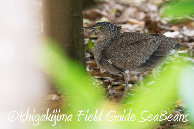 9%e6%9c%8822%e6%97%a5%e7%9f%b3%e5%9e%a3%e5%b3%b6%e3%83%90%e3%83%bc%e3%83%89%e3%82%a6%e3%82%aa%e3%83%83%e3%83%81%e3%83%b3%e3%82%b0%ef%bc%86%e9%87%8e%e9%b3%a5%e6%92%ae%e5%bd%b1%e3%82%ac%e3%82%a4