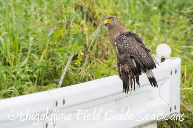 9%e6%9c%8821%e6%97%a5%e7%9f%b3%e5%9e%a3%e5%b3%b6%e3%83%90%e3%83%bc%e3%83%89%e3%82%a6%e3%82%aa%e3%83%83%e3%83%81%e3%83%b3%e3%82%b0%ef%bc%86%e9%87%8e%e9%b3%a5%e6%92%ae%e5%bd%b1%e3%82%ac%e3%82%a4