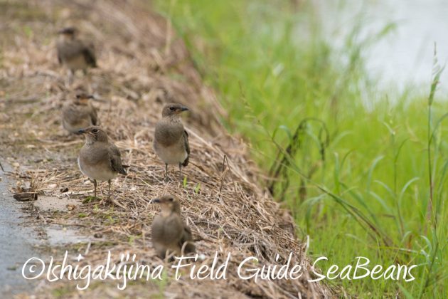 9%e6%9c%8820%e6%97%a5%e7%9f%b3%e5%9e%a3%e5%b3%b6%e3%83%90%e3%83%bc%e3%83%89%e3%82%a6%e3%82%aa%e3%83%83%e3%83%81%e3%83%b3%e3%82%b0%ef%bc%86%e9%87%8e%e9%b3%a5%e6%92%ae%e5%bd%b1%e3%82%ac%e3%82%a4