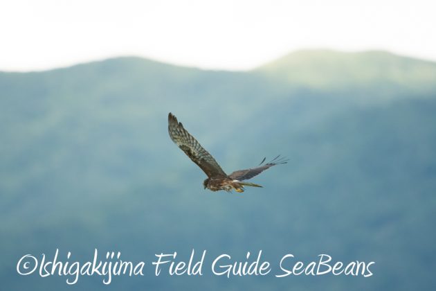 9%e6%9c%8813%e6%97%a5%e7%9f%b3%e5%9e%a3%e5%b3%b6%e3%83%90%e3%83%bc%e3%83%89%e3%82%a6%e3%82%aa%e3%83%83%e3%83%81%e3%83%b3%e3%82%b0%ef%bc%86%e9%87%8e%e9%b3%a5%e6%92%ae%e5%bd%b1%e3%82%ac%e3%82%a4