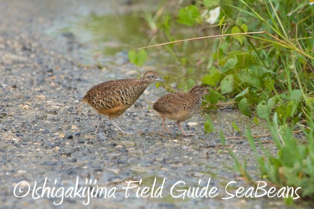 9%e6%9c%8812%e6%97%a5%e7%9f%b3%e5%9e%a3%e5%b3%b6%e3%83%90%e3%83%bc%e3%83%89%e3%82%a6%e3%82%aa%e3%83%83%e3%83%81%e3%83%b3%e3%82%b0%ef%bc%86%e9%87%8e%e9%b3%a5%e6%92%ae%e5%bd%b1%e3%82%ac%e3%82%a4