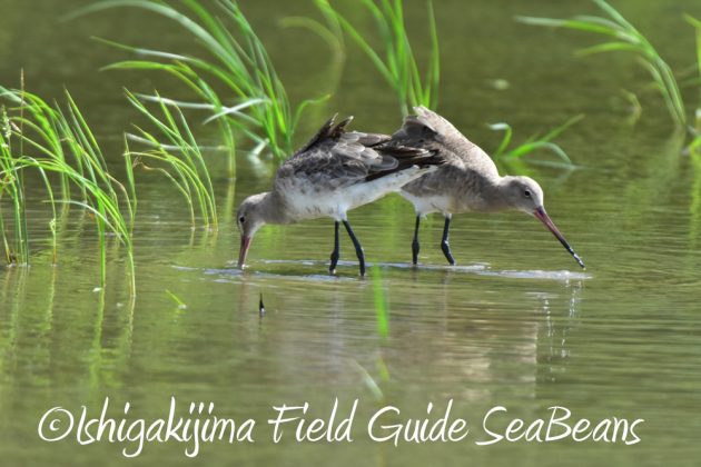 9%e6%9c%8816%e6%97%a5%e7%9f%b3%e5%9e%a3%e5%b3%b6%e3%81%ae%e9%87%8e%e9%b3%a5%e3%81%9f%e3%81%a14