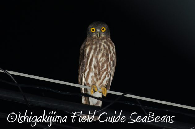 9%e6%9c%8825%e6%97%a5%e7%9f%b3%e5%9e%a3%e5%b3%b6%e3%83%8a%e3%82%a4%e3%83%88%e3%83%84%e3%82%a2%e3%83%bc20