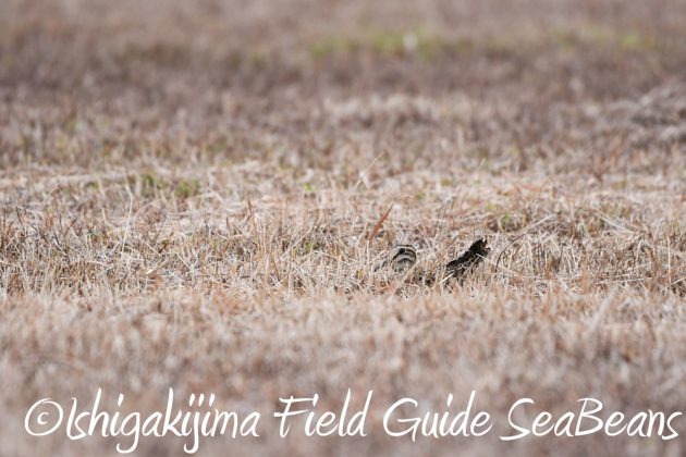 9%e6%9c%8816%e6%97%a5%e7%9f%b3%e5%9e%a3%e5%b3%b6%e3%81%ae%e9%87%8e%e9%b3%a5%e3%81%9f%e3%81%a114