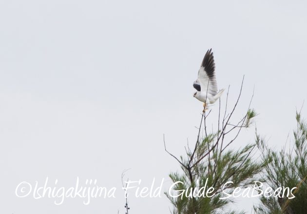 C-_Users_SeaBeans_Desktop_9月5日石垣島バードウオッチング＆野鳥撮影ガイド12