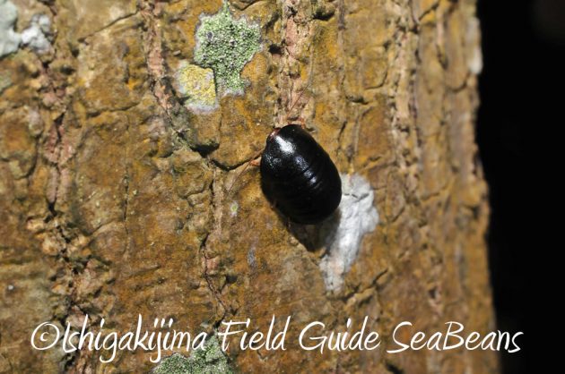 9%e6%9c%8814%e6%97%a5%e7%9f%b3%e5%9e%a3%e5%b3%b6%e3%83%8a%e3%82%a4%e3%83%88%e3%83%84%e3%82%a2%e3%83%bc5