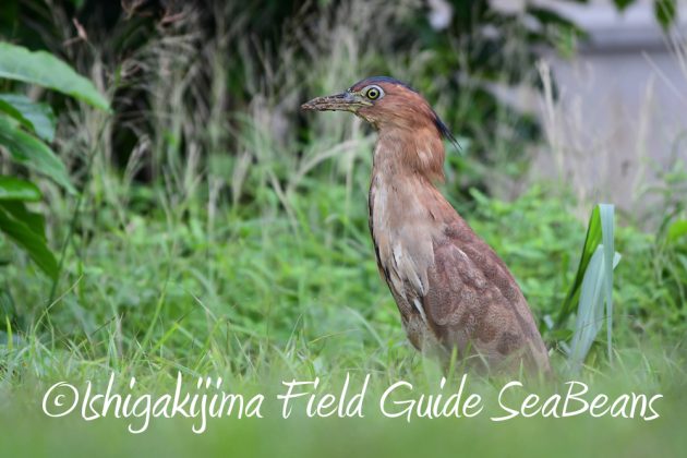 9%e6%9c%8819%e6%97%a5%e7%9f%b3%e5%9e%a3%e5%b3%b6%e3%83%90%e3%83%bc%e3%83%89%e3%82%a6%e3%82%aa%e3%83%83%e3%83%81%e3%83%b3%e3%82%b0%ef%bc%86%e9%87%8e%e9%b3%a5%e6%92%ae%e5%bd%b1%e3%82%ac%e3%82%a4