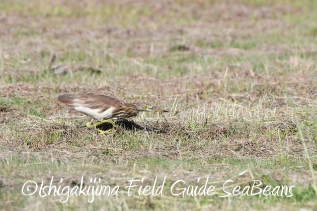 9%e6%9c%8823%e6%97%a5%e7%9f%b3%e5%9e%a3%e5%b3%b6%e3%83%90%e3%83%bc%e3%83%89%e3%82%a6%e3%82%aa%e3%83%83%e3%83%81%e3%83%b3%e3%82%b0%ef%bc%86%e9%87%8e%e9%b3%a5%e6%92%ae%e5%bd%b1%e3%82%ac%e3%82%a4