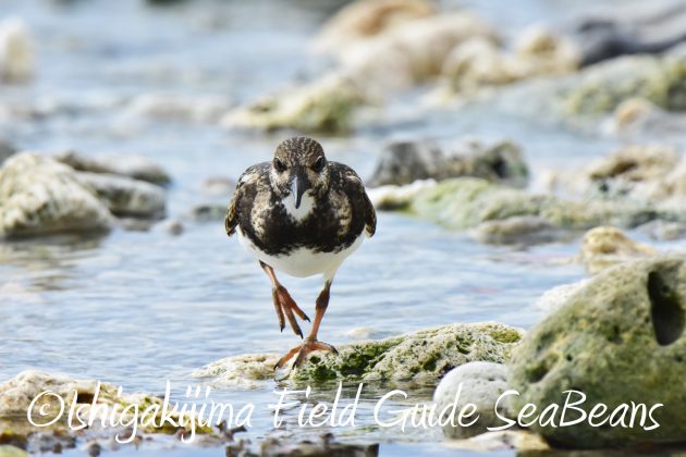 9月3日石垣島バードウオッチング＆野鳥撮影ガイド17