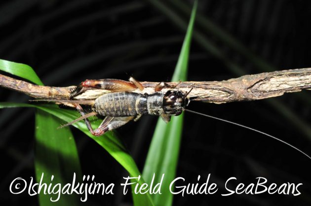 9%e6%9c%8822%e6%97%a5%e7%9f%b3%e5%9e%a3%e5%b3%b6%e3%83%8a%e3%82%a4%e3%83%88%e3%83%84%e3%82%a2%e3%83%bc13