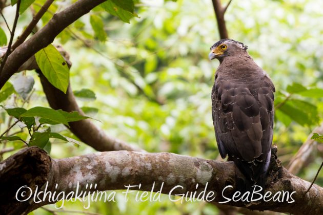 9%e6%9c%8826%e6%97%a5%e7%9f%b3%e5%9e%a3%e5%b3%b6%e3%83%90%e3%83%bc%e3%83%89%e3%82%a6%e3%82%aa%e3%83%83%e3%83%81%e3%83%b3%e3%82%b0%ef%bc%86%e9%87%8e%e9%b3%a5%e6%92%ae%e5%bd%b1%e3%82%ac%e3%82%a4