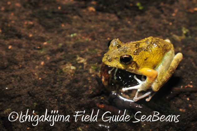 9%e6%9c%8810%e6%97%a5%e7%9f%b3%e5%9e%a3%e5%b3%b6%e3%83%8a%e3%82%a4%e3%83%88%e3%83%84%e3%82%a2%e3%83%bc7