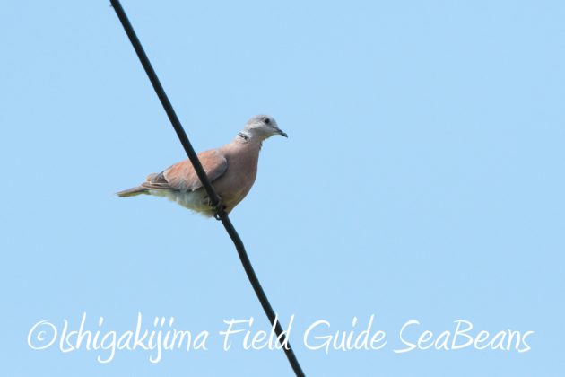 9%e6%9c%8823%e6%97%a5%e7%9f%b3%e5%9e%a3%e5%b3%b6%e3%83%90%e3%83%bc%e3%83%89%e3%82%a6%e3%82%aa%e3%83%83%e3%83%81%e3%83%b3%e3%82%b0%ef%bc%86%e9%87%8e%e9%b3%a5%e6%92%ae%e5%bd%b1%e3%82%ac%e3%82%a4