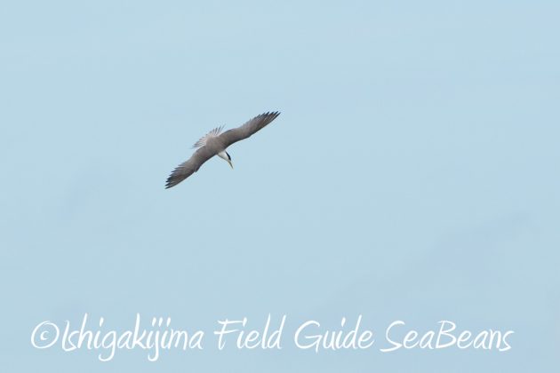 9%e6%9c%8813%e6%97%a5%e7%9f%b3%e5%9e%a3%e5%b3%b6%e3%83%90%e3%83%bc%e3%83%89%e3%82%a6%e3%82%aa%e3%83%83%e3%83%81%e3%83%b3%e3%82%b0%ef%bc%86%e9%87%8e%e9%b3%a5%e6%92%ae%e5%bd%b1%e3%82%ac%e3%82%a4