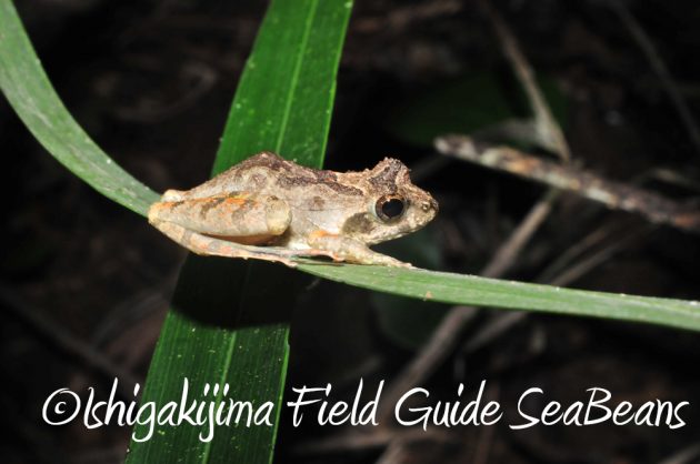 9%e6%9c%8825%e6%97%a5%e7%9f%b3%e5%9e%a3%e5%b3%b6%e3%83%8a%e3%82%a4%e3%83%88%e3%83%84%e3%82%a2%e3%83%bc7