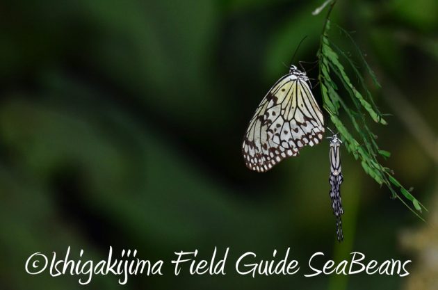 9%e6%9c%8822%e6%97%a5%e7%9f%b3%e5%9e%a3%e5%b3%b6%e3%83%8a%e3%82%a4%e3%83%88%e3%83%84%e3%82%a2%e3%83%bc16