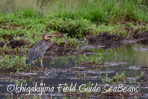 9%e6%9c%8812%e6%97%a5%e7%9f%b3%e5%9e%a3%e5%b3%b6%e3%83%90%e3%83%bc%e3%83%89%e3%82%a6%e3%82%aa%e3%83%83%e3%83%81%e3%83%b3%e3%82%b0%ef%bc%86%e9%87%8e%e9%b3%a5%e6%92%ae%e5%bd%b1%e3%82%ac%e3%82%a4