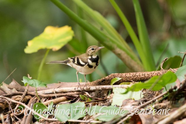 9%e6%9c%8828%e6%97%a5%e7%9f%b3%e5%9e%a3%e5%b3%b6%e3%83%90%e3%83%bc%e3%83%89%e3%82%a6%e3%82%aa%e3%83%83%e3%83%81%e3%83%b3%e3%82%b0%ef%bc%86%e9%87%8e%e9%b3%a5%e8%a6%b3%e5%af%9f%e3%82%ac%e3%82%a4