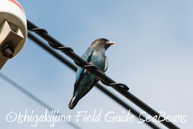 9%e6%9c%8815%e6%97%a5%e7%9f%b3%e5%9e%a3%e5%b3%b6%e9%b3%a5%e7%8d%a3%e4%bf%9d%e8%ad%b7%e5%8c%ba%e5%9f%9f%e5%b7%a1%e5%9b%9e%e8%aa%bf%e6%9f%bb13