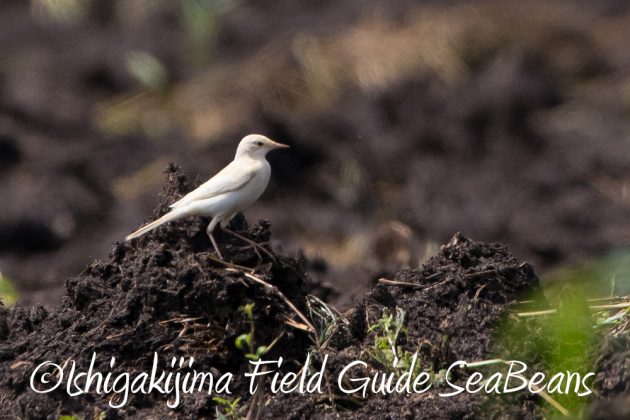 9%e6%9c%8823%e6%97%a5%e7%9f%b3%e5%9e%a3%e5%b3%b6%e3%83%90%e3%83%bc%e3%83%89%e3%82%a6%e3%82%aa%e3%83%83%e3%83%81%e3%83%b3%e3%82%b0%ef%bc%86%e9%87%8e%e9%b3%a5%e6%92%ae%e5%bd%b1%e3%82%ac%e3%82%a4