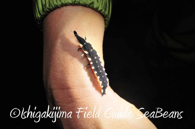 9%e6%9c%889%e6%97%a5%e7%9f%b3%e5%9e%a3%e5%b3%b6%e3%83%8a%e3%82%a4%e3%83%88%e3%83%84%e3%82%a2%e3%83%bc7