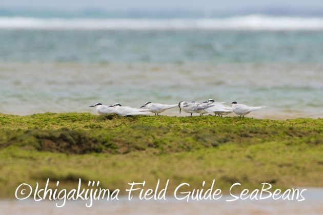 9%e6%9c%8820%e6%97%a5%e7%9f%b3%e5%9e%a3%e5%b3%b6%e3%83%90%e3%83%bc%e3%83%89%e3%82%a6%e3%82%aa%e3%83%83%e3%83%81%e3%83%b3%e3%82%b0%ef%bc%86%e9%87%8e%e9%b3%a5%e6%92%ae%e5%bd%b1%e3%82%ac%e3%82%a4