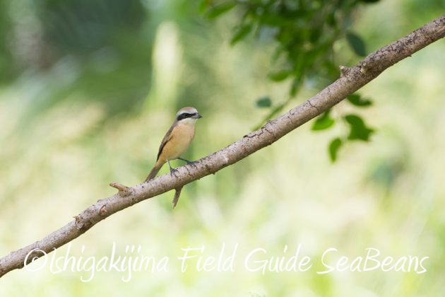 9%e6%9c%888%e6%97%a5%e7%9f%b3%e5%9e%a3%e5%b3%b6%e3%83%90%e3%83%bc%e3%83%89%e3%82%a6%e3%82%aa%e3%83%83%e3%83%81%e3%83%b3%e3%82%b0%e3%82%ac%e3%82%a4%e3%83%895