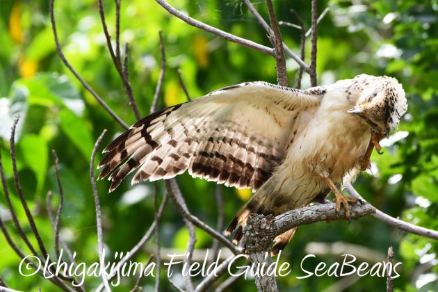 9%e6%9c%8823%e6%97%a5%e7%9f%b3%e5%9e%a3%e5%b3%b6%e3%83%90%e3%83%bc%e3%83%89%e3%82%a6%e3%82%aa%e3%83%83%e3%83%81%e3%83%b3%e3%82%b0%ef%bc%86%e9%87%8e%e9%b3%a5%e6%92%ae%e5%bd%b1%e3%82%ac%e3%82%a4