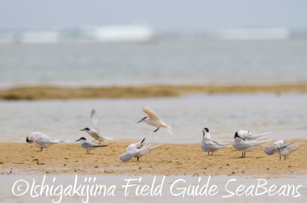 9月3日石垣島バードウオッチング＆野鳥撮影ガイド19