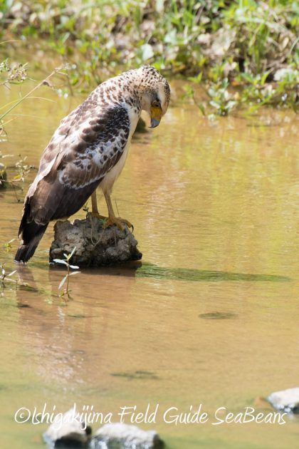 9%e6%9c%8813%e6%97%a5%e7%9f%b3%e5%9e%a3%e5%b3%b6%e3%83%90%e3%83%bc%e3%83%89%e3%82%a6%e3%82%aa%e3%83%83%e3%83%81%e3%83%b3%e3%82%b0%ef%bc%86%e9%87%8e%e9%b3%a5%e6%92%ae%e5%bd%b1%e3%82%ac%e3%82%a4