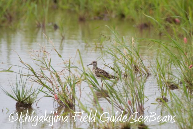 9%e6%9c%8821%e6%97%a5%e7%9f%b3%e5%9e%a3%e5%b3%b6%e3%83%90%e3%83%bc%e3%83%89%e3%82%a6%e3%82%aa%e3%83%83%e3%83%81%e3%83%b3%e3%82%b0%ef%bc%86%e9%87%8e%e9%b3%a5%e6%92%ae%e5%bd%b1%e3%82%ac%e3%82%a4