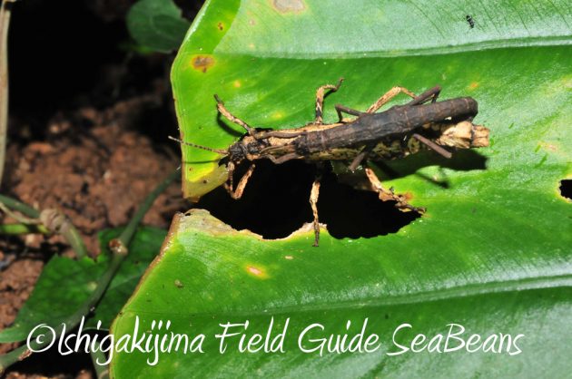 9%e6%9c%8810%e6%97%a5%e7%9f%b3%e5%9e%a3%e5%b3%b6%e3%83%8a%e3%82%a4%e3%83%88%e3%83%84%e3%82%a2%e3%83%bc11