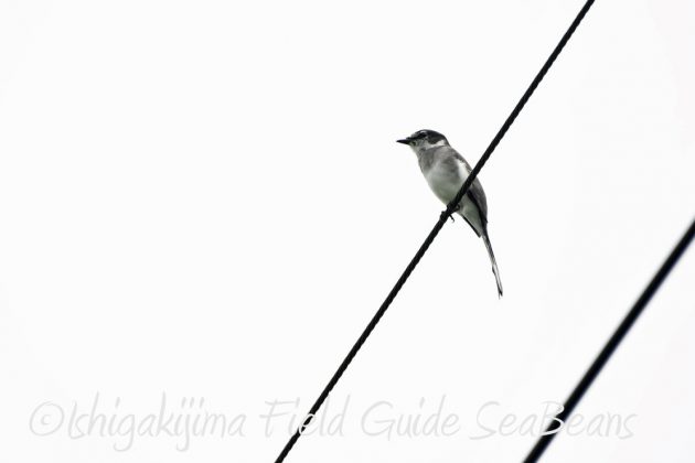 9%e6%9c%8826%e6%97%a5%e7%9f%b3%e5%9e%a3%e5%b3%b6%e3%83%90%e3%83%bc%e3%83%89%e3%82%a6%e3%82%aa%e3%83%83%e3%83%81%e3%83%b3%e3%82%b0%ef%bc%86%e9%87%8e%e9%b3%a5%e6%92%ae%e5%bd%b1%e3%82%ac%e3%82%a4