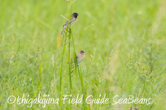 9%e6%9c%8810%e6%97%a5%e7%9f%b3%e5%9e%a3%e5%b3%b6%e3%83%90%e3%83%bc%e3%83%89%e3%82%a6%e3%82%aa%e3%83%83%e3%83%81%e3%83%b3%e3%82%b0%ef%bc%86%e9%87%8e%e9%b3%a5%e6%92%ae%e5%bd%b1%e3%82%ac%e3%82%a4