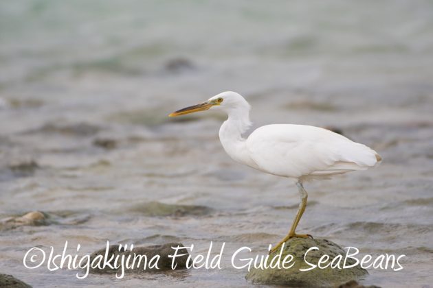 9%e6%9c%8814%e6%97%a5%e7%9f%b3%e5%9e%a3%e5%b3%b6%e3%83%90%e3%83%bc%e3%83%89%e3%82%a6%e3%82%aa%e3%83%83%e3%83%81%e3%83%b3%e3%82%b0%ef%bc%86%e9%87%8e%e9%b3%a5%e6%92%ae%e5%bd%b1%e3%82%ac%e3%82%a4