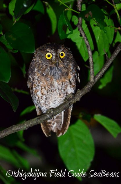 9%e6%9c%88%ef%bc%91%ef%bc%91%e6%97%a5%e7%9f%b3%e5%9e%a3%e5%b3%b6%e3%83%8a%e3%82%a4%e3%83%88%e3%83%84%e3%82%a2%e3%83%bc2