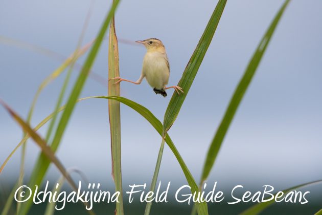 9%e6%9c%8812%e6%97%a5%e7%9f%b3%e5%9e%a3%e5%b3%b6%e3%83%90%e3%83%bc%e3%83%89%e3%82%a6%e3%82%aa%e3%83%83%e3%83%81%e3%83%b3%e3%82%b0%ef%bc%86%e9%87%8e%e9%b3%a5%e6%92%ae%e5%bd%b1%e3%82%ac%e3%82%a4